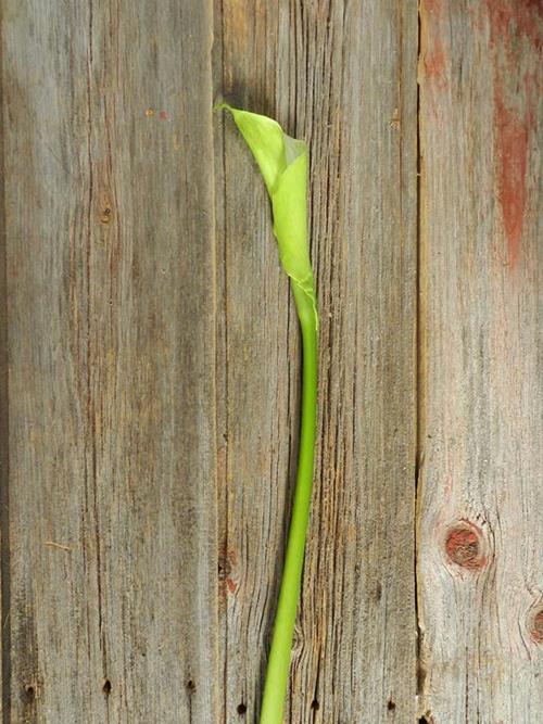 GREEN GODDESS 75 CM ASSORTED CALLA LILY